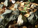 Hatfield_002a