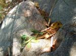 Hatfield_005a