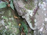 Mt_Holyoke_007
