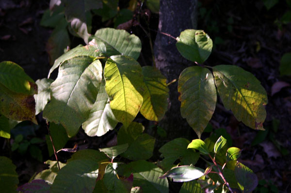 Mt_Holyoke_054a