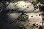 Mt_Holyoke_027a