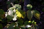 Mt_Holyoke_054a
