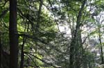 Mt_Holyoke_060a