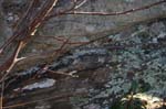 Mt_Tom_013a