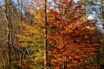 Mt_Tom_037a