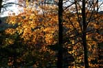Mt_Tom_044a