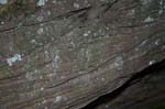 Mt_Tom_047a