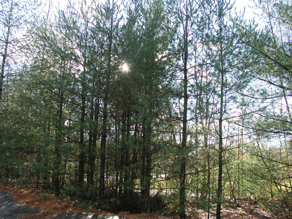 Quabbin_014