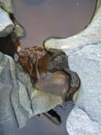 Shelburne_Falls_010