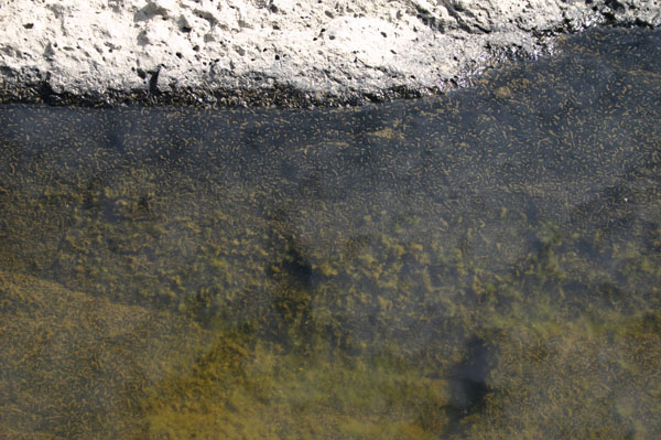 Turners_Falls_016b