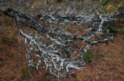 IMG_7500.JPG