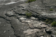 IMG_6781.JPG