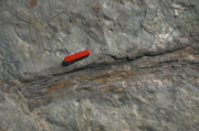 IMG_6777.JPG