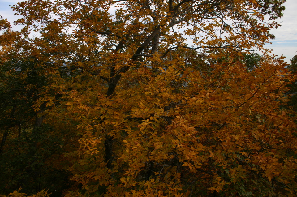 IMG_7298.JPG