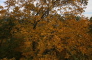IMG_7298.JPG