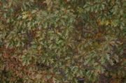 IMG_7309.JPG