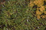 IMG_7310.JPG