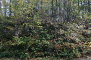 IMG_7322.JPG