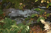 IMG_7324.JPG