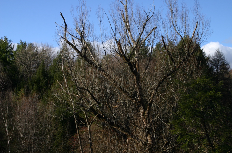IMG_7894.JPG