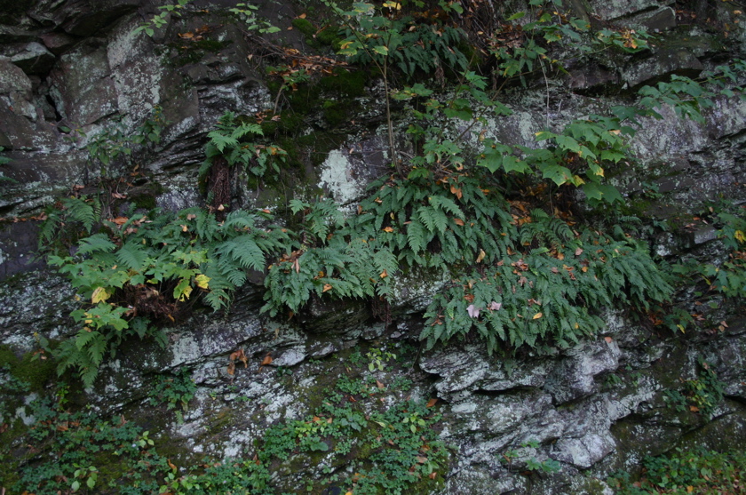 IMG_7134.JPG