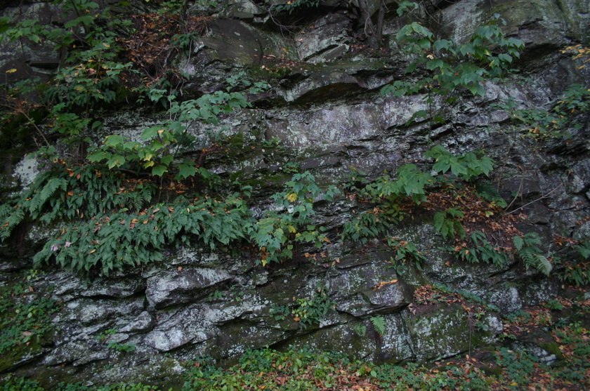 IMG_7135.JPG