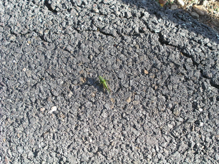 P1010026.JPG
