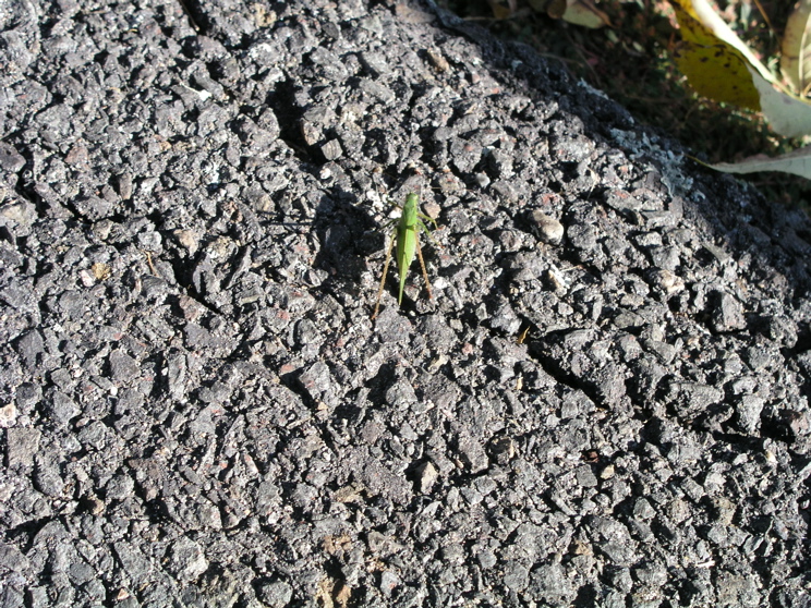P1010027.JPG