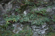 IMG_7134.JPG