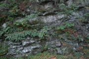 IMG_7135.JPG