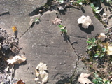 P1010021.JPG