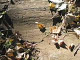 P1010022.JPG