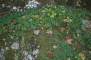 IMG_7139.JPG