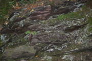 IMG_7141.JPG