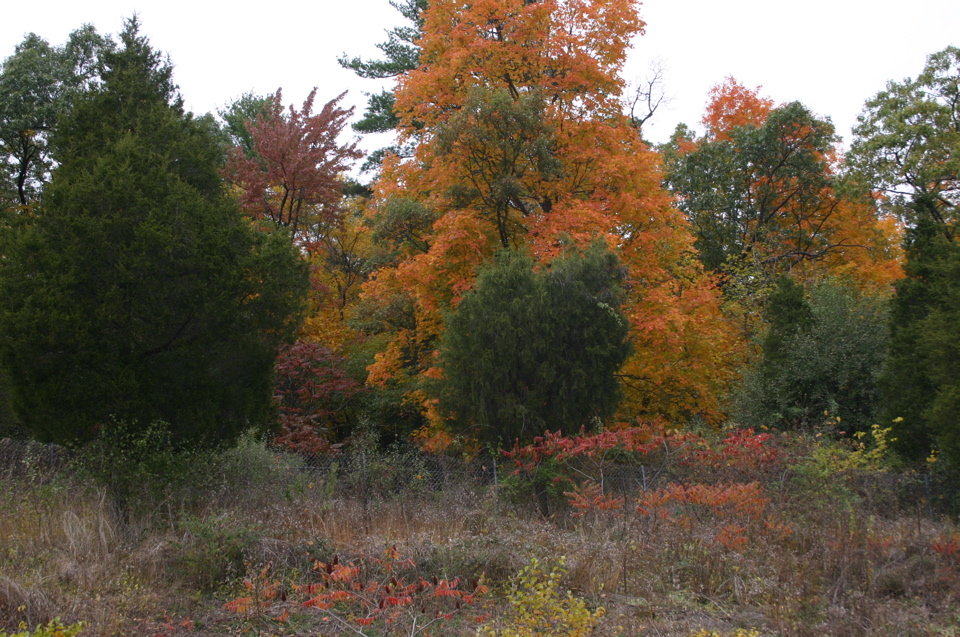 IMG_7361.JPG