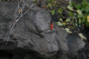 IMG_7384.JPG
