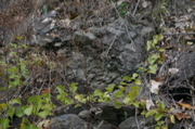IMG_7388.JPG