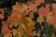 IMG_7408.JPG
