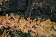 IMG_7409.JPG