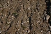 IMG_7529.JPG