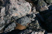 IMG_7583.JPG