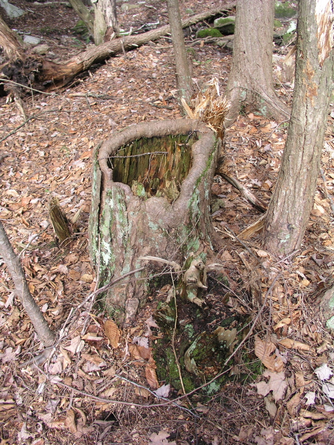 P1010094.JPG