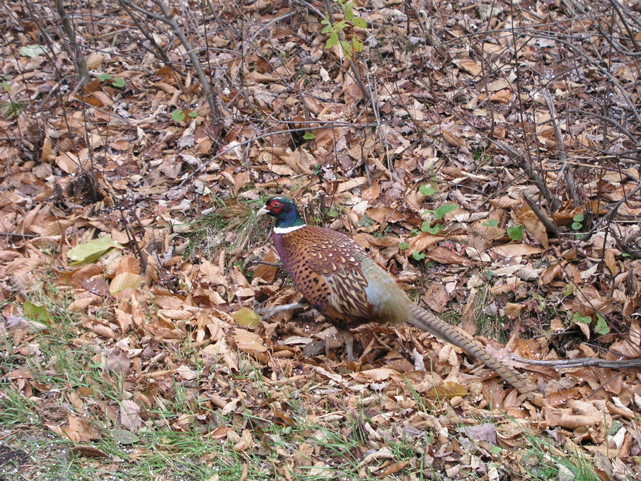 P1010141.JPG