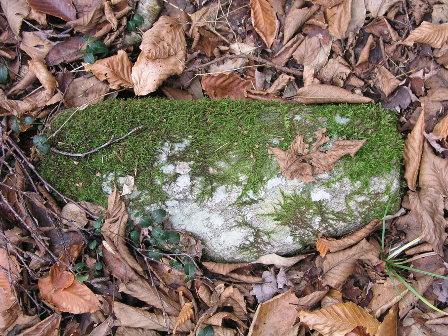 P1010026.JPG