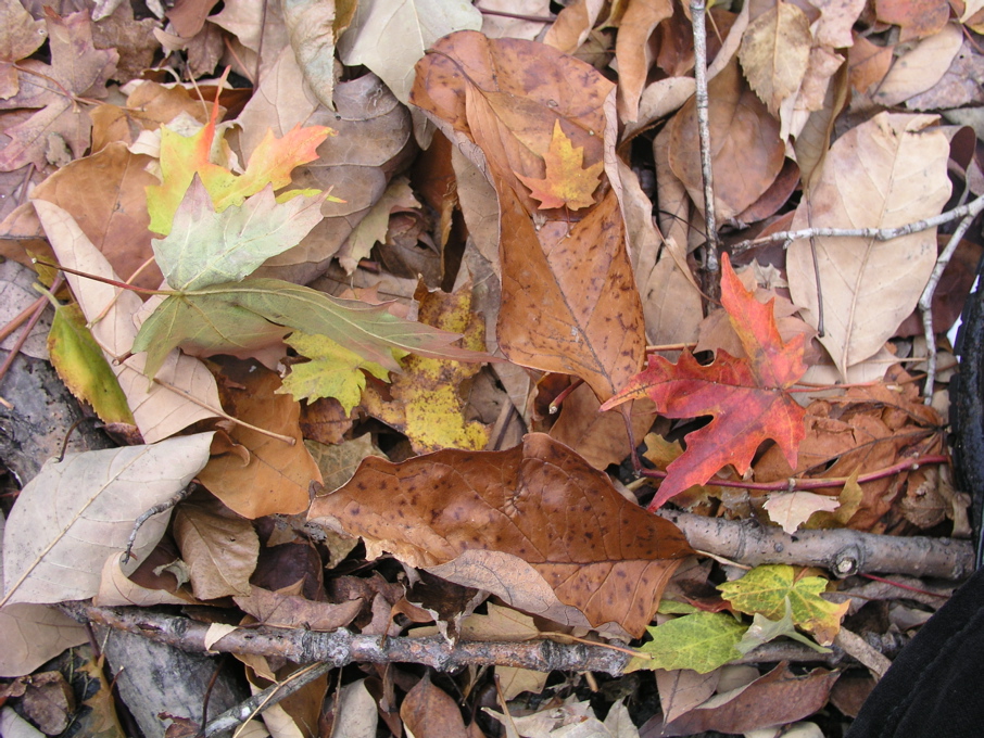 P1010042.JPG
