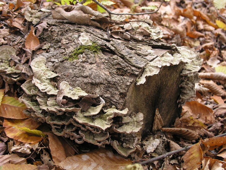 P1010087.JPG