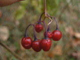 P1010112.JPG