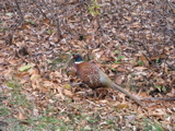 P1010141.JPG