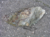 P1010187.JPG