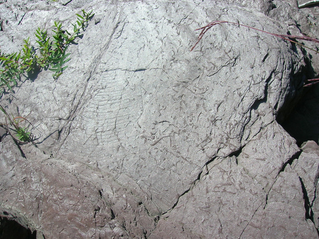 DSCN0550